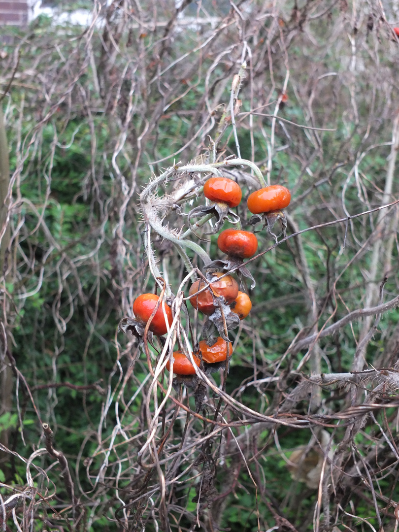 Rosehips 2