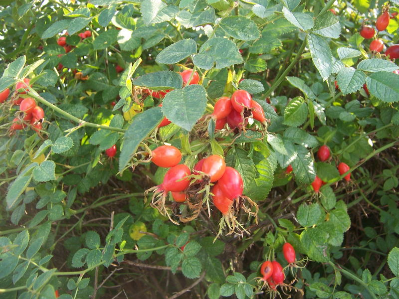 Rosehips