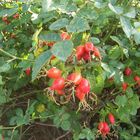 Rosehips