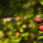 rosehips in Berlin