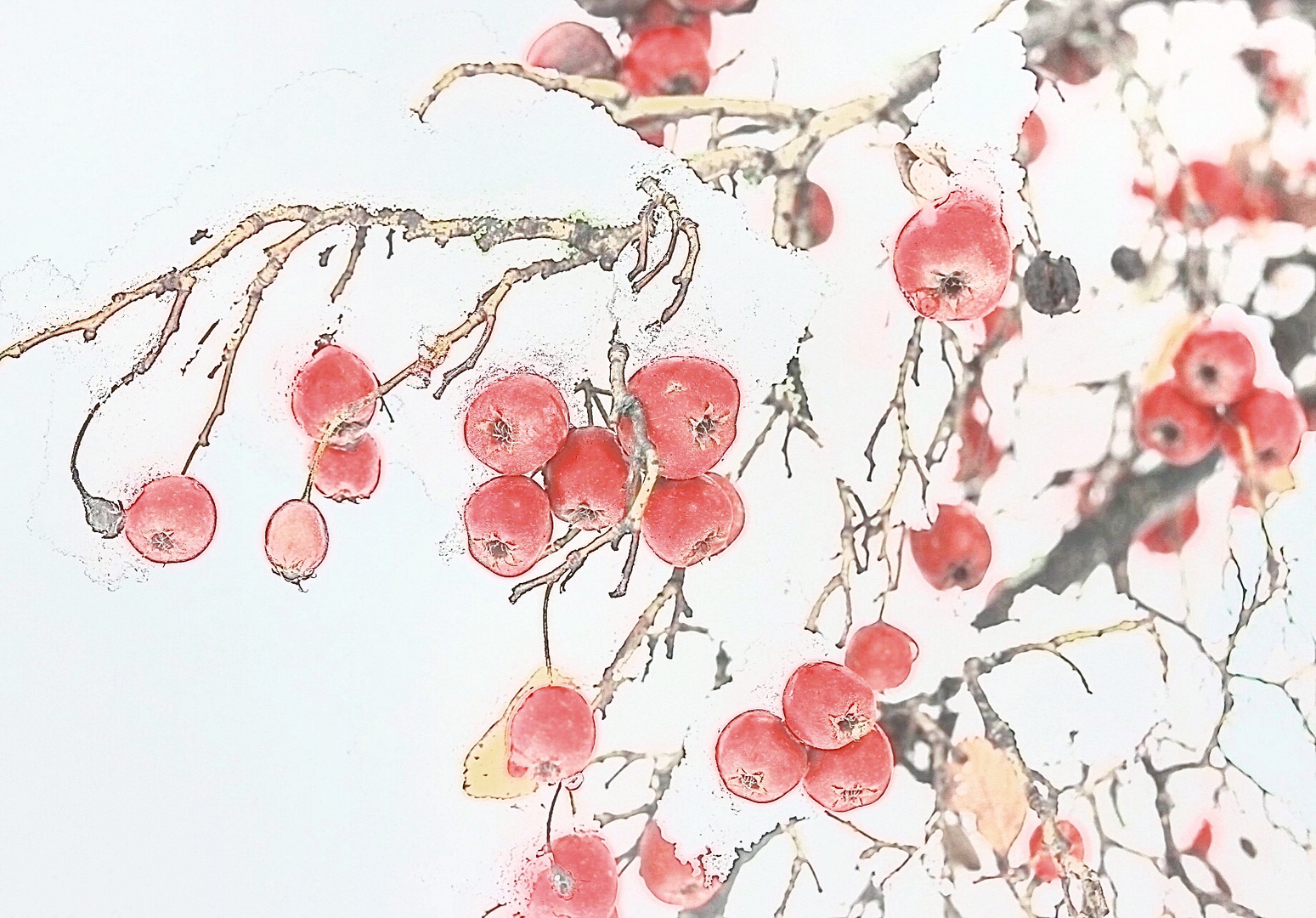 Rosehips in winter