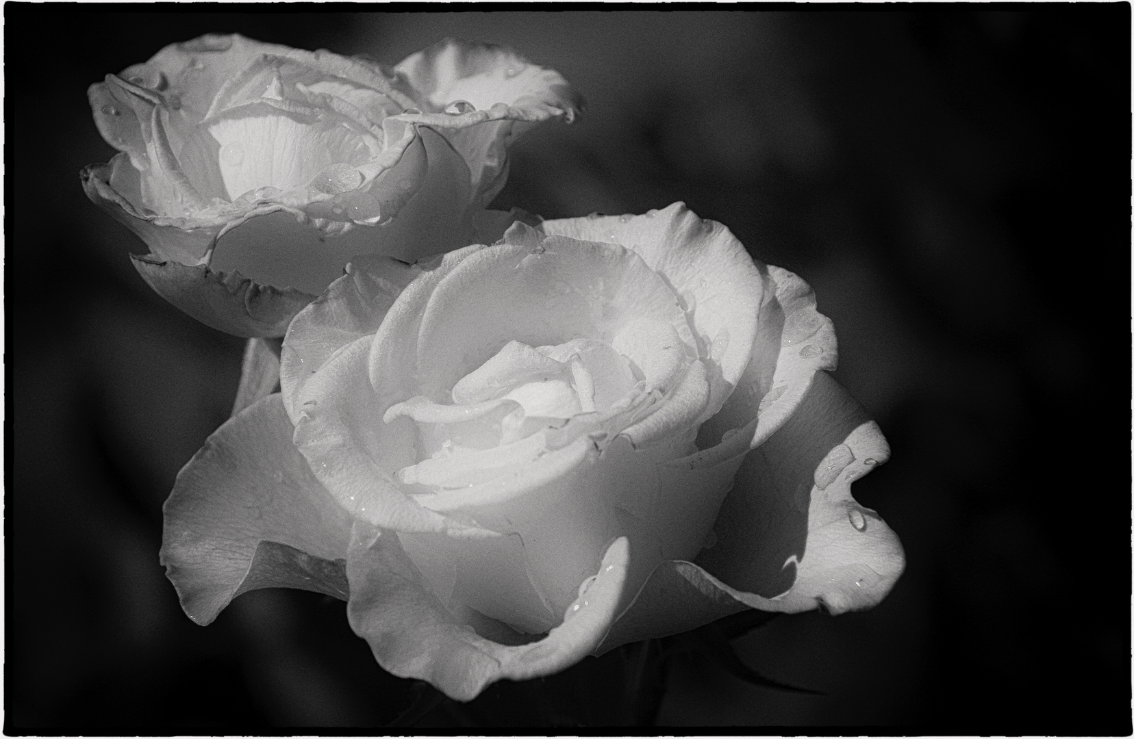 ...rose...in B&W