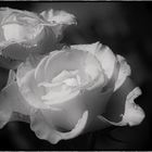 ...rose...in B&W