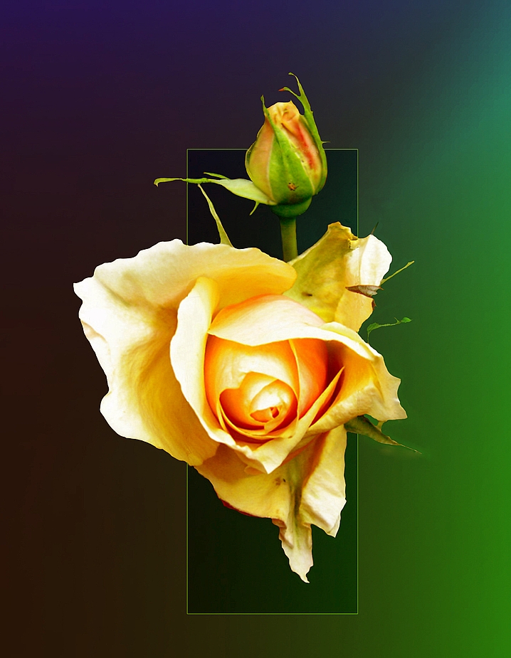 rose_jaune