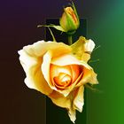 rose_jaune