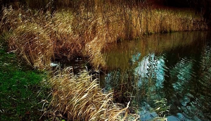 Roselière sous le soleil d'hiver
