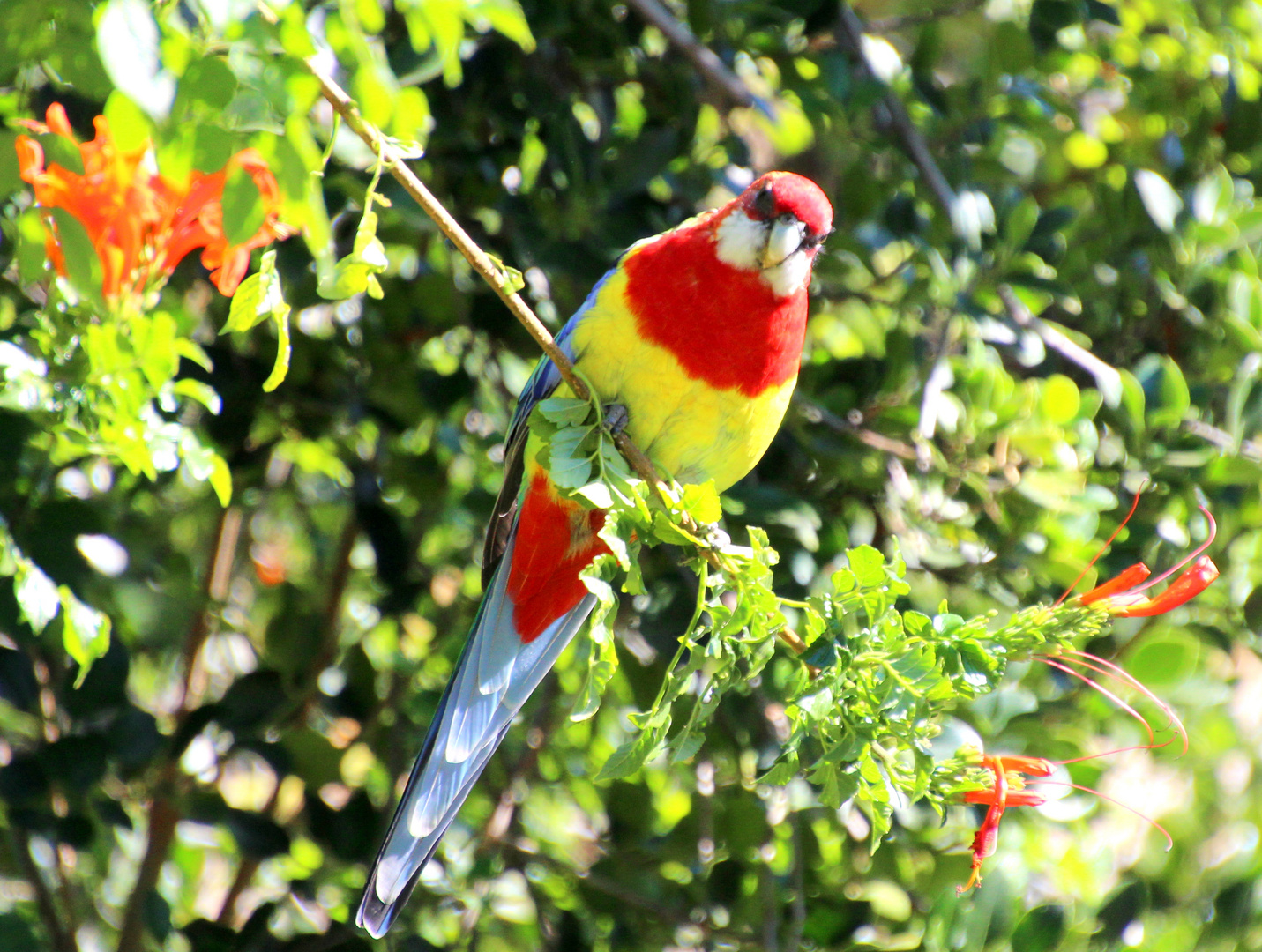 Rosella