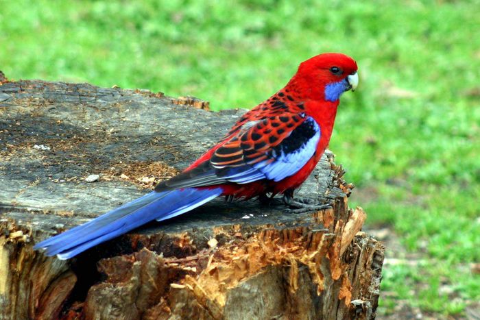 Rosella