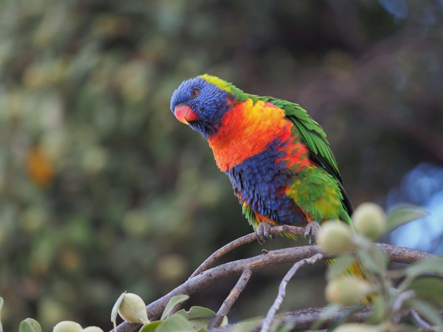 Rosella