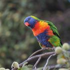 Rosella