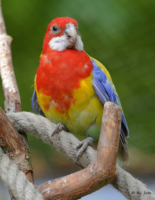 Rosella