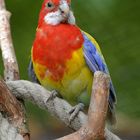 Rosella