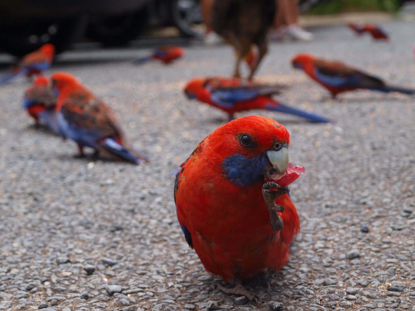 Rosella knabbert an einer Traube