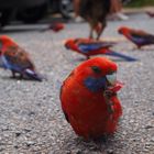 Rosella knabbert an einer Traube