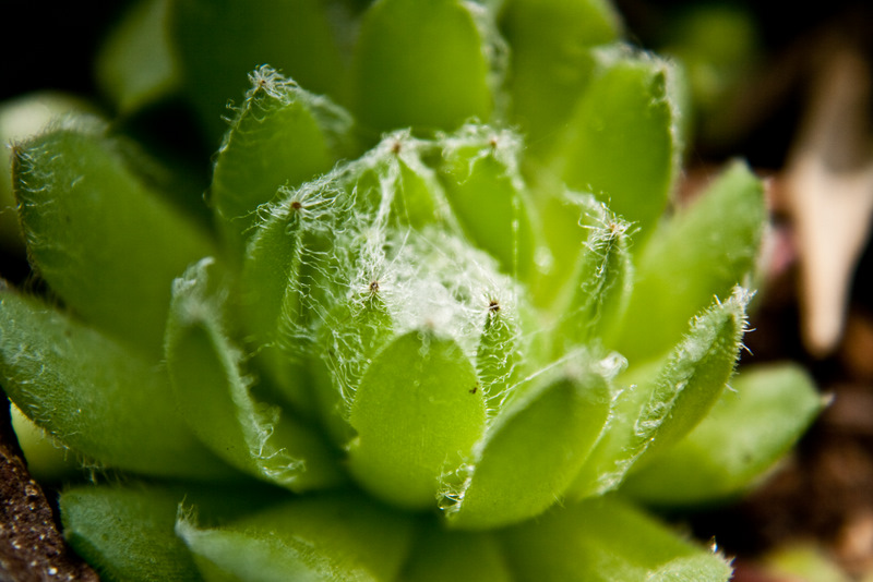 rosellina verde