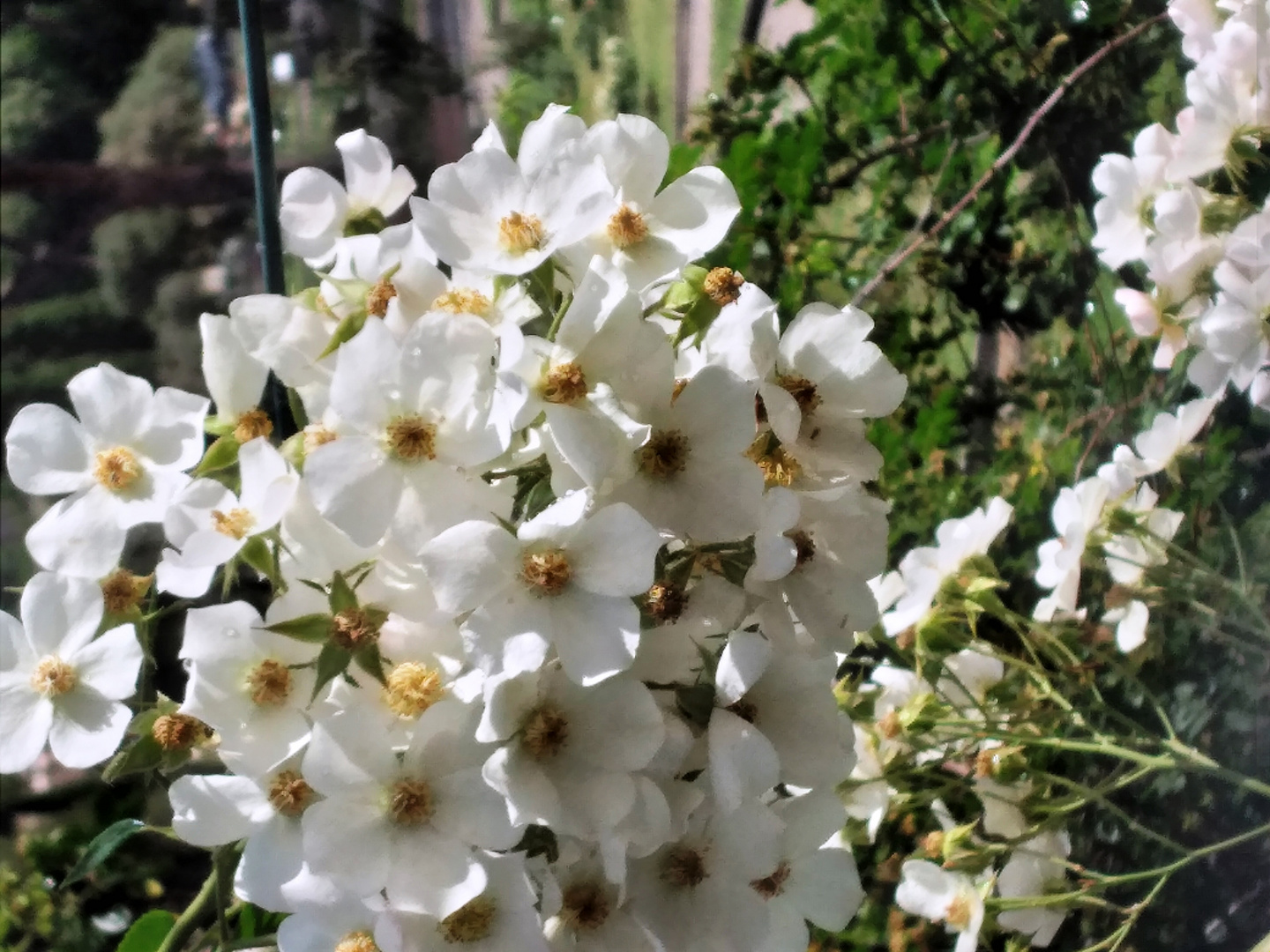 Roselline bianche