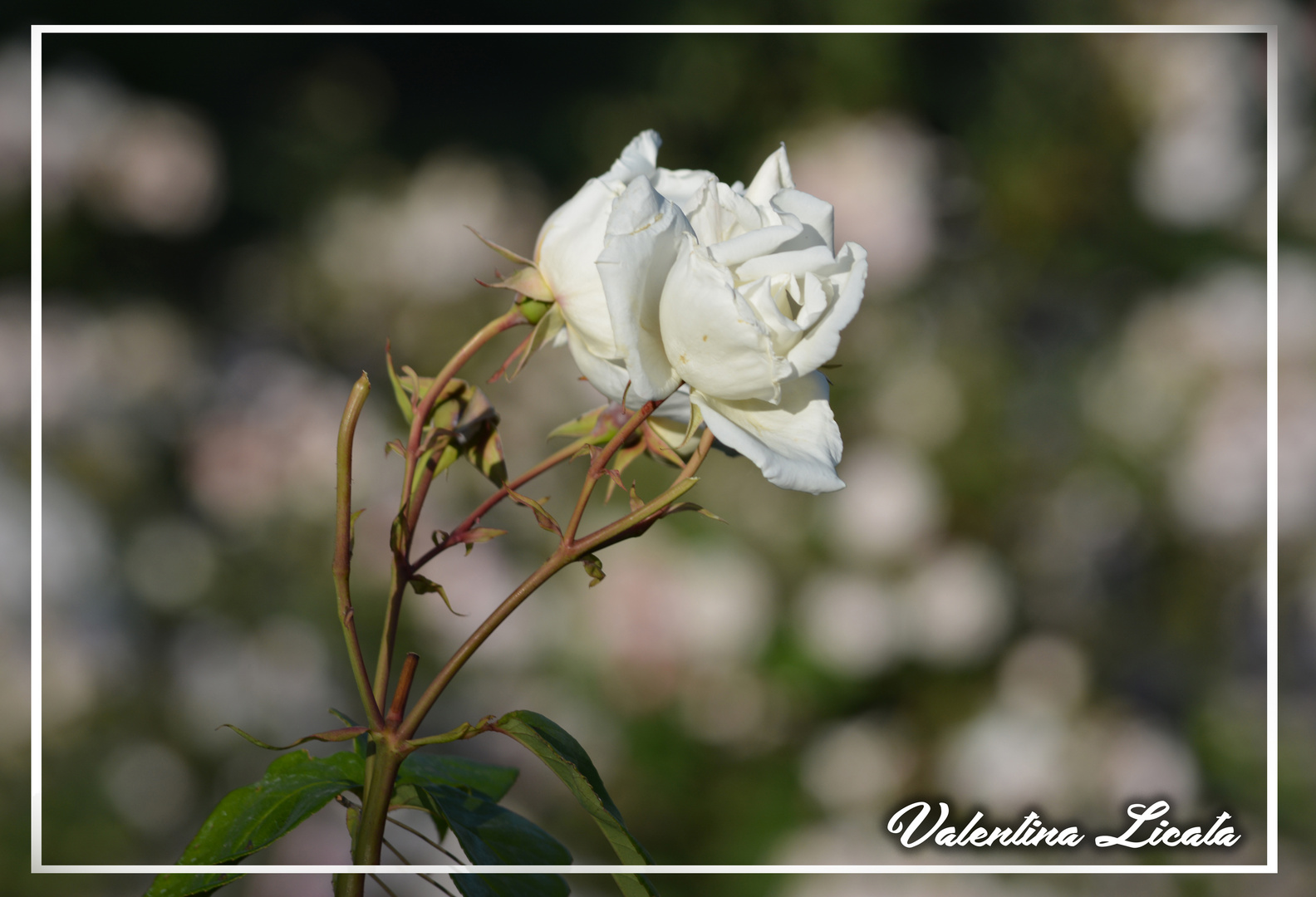 Roselline bianche