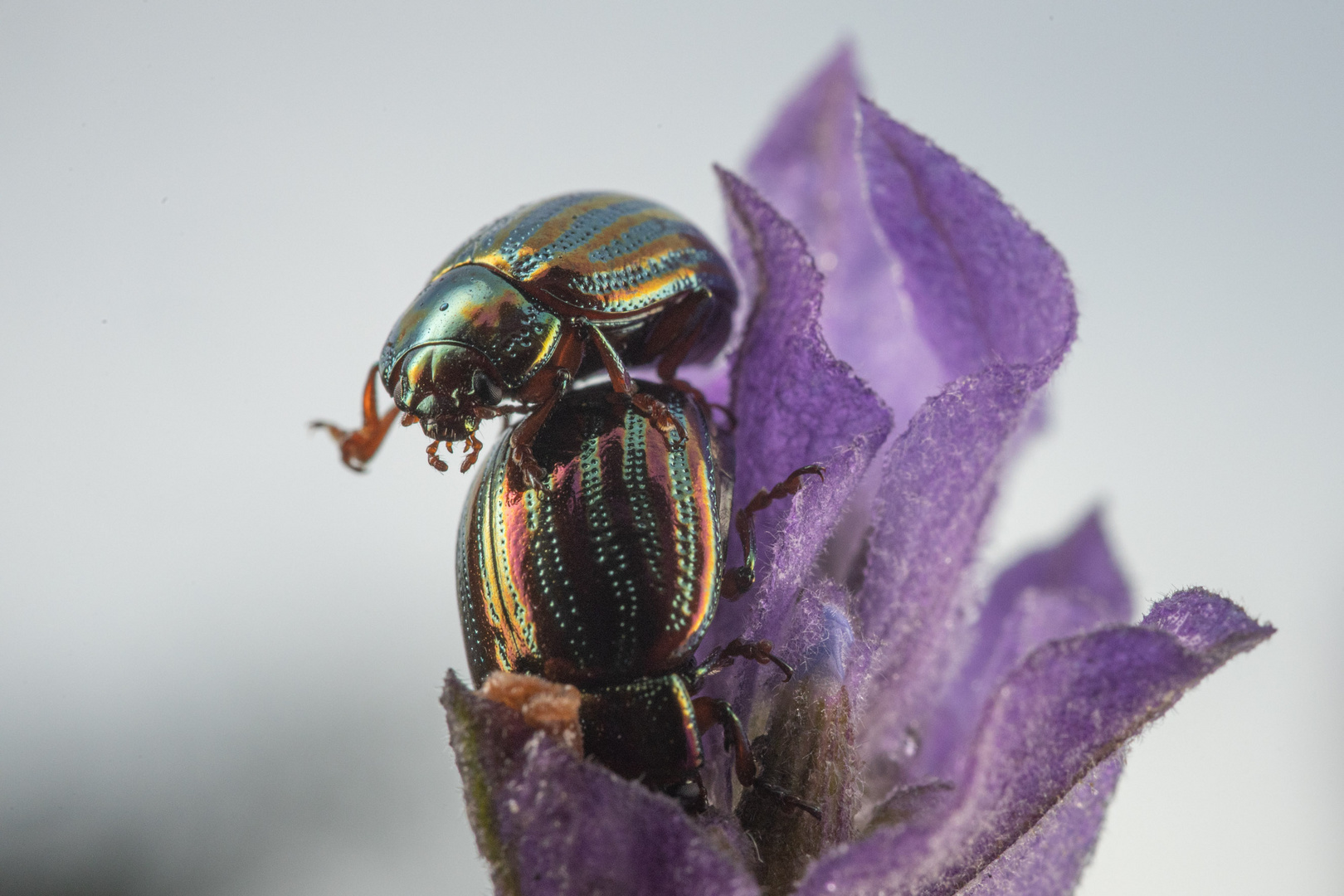 Rosemary Beetle