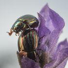 Rosemary Beetle