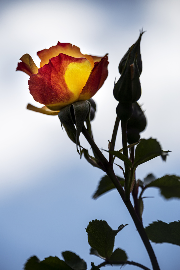 Rose_MG_8525