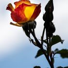 Rose_MG_8525