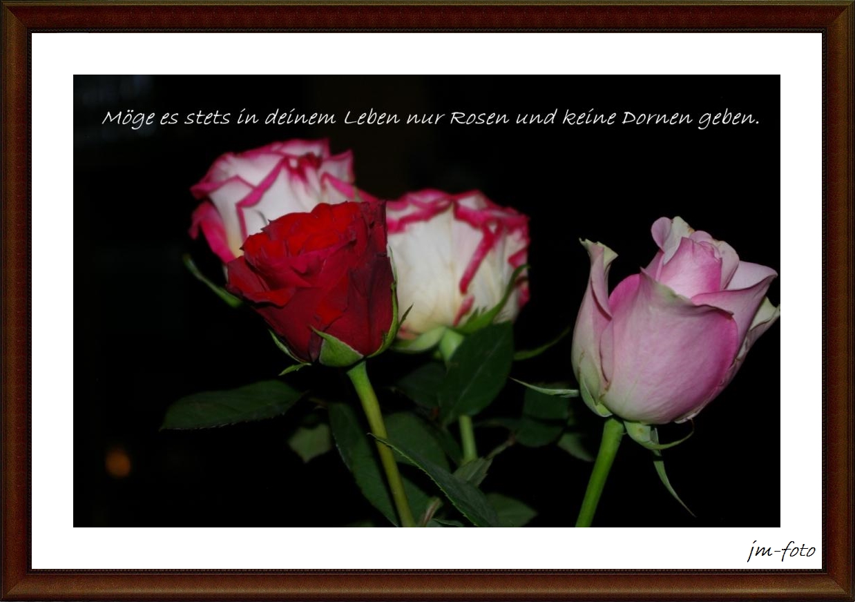 Download Spruch rosen englisch For Free