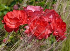 Rosen (1) - Neulandpark Leverkusen