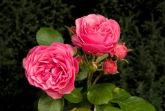 Rosen