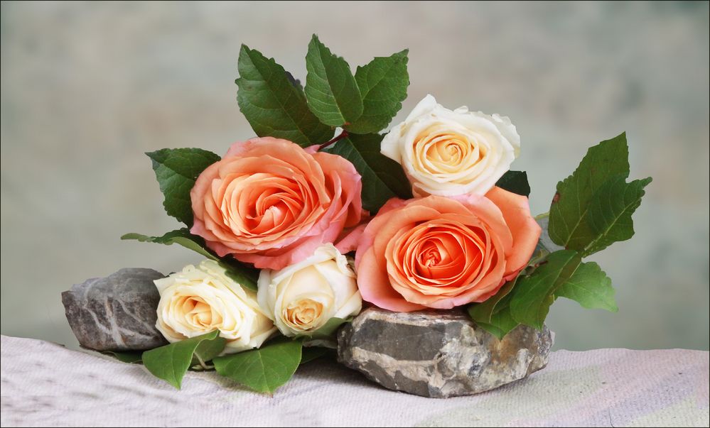 Rosen Foto & Bild | blumen , nature, natur Bilder auf fotocommunity