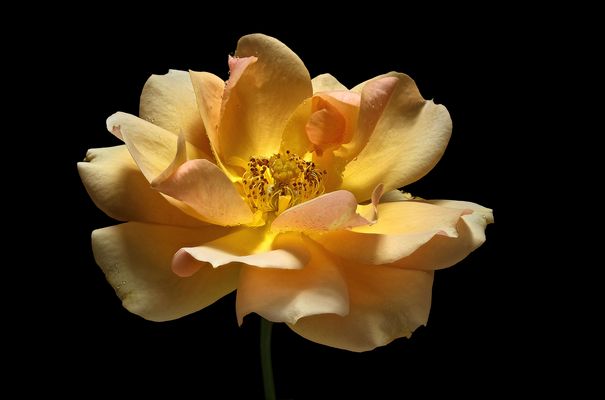 ROSEN ABSCHIED 2024 - ( Stacking Bild ) 