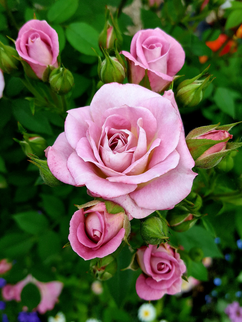Rosen Foto &amp; Bild natur, landschaft, blumen Bilder auf