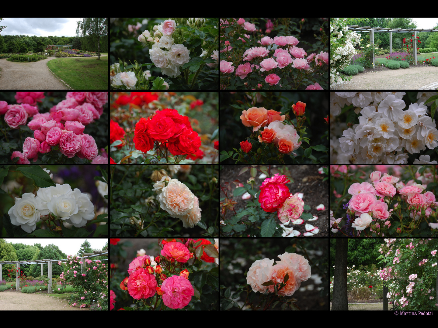 Rosen als Mittwochsblümchen