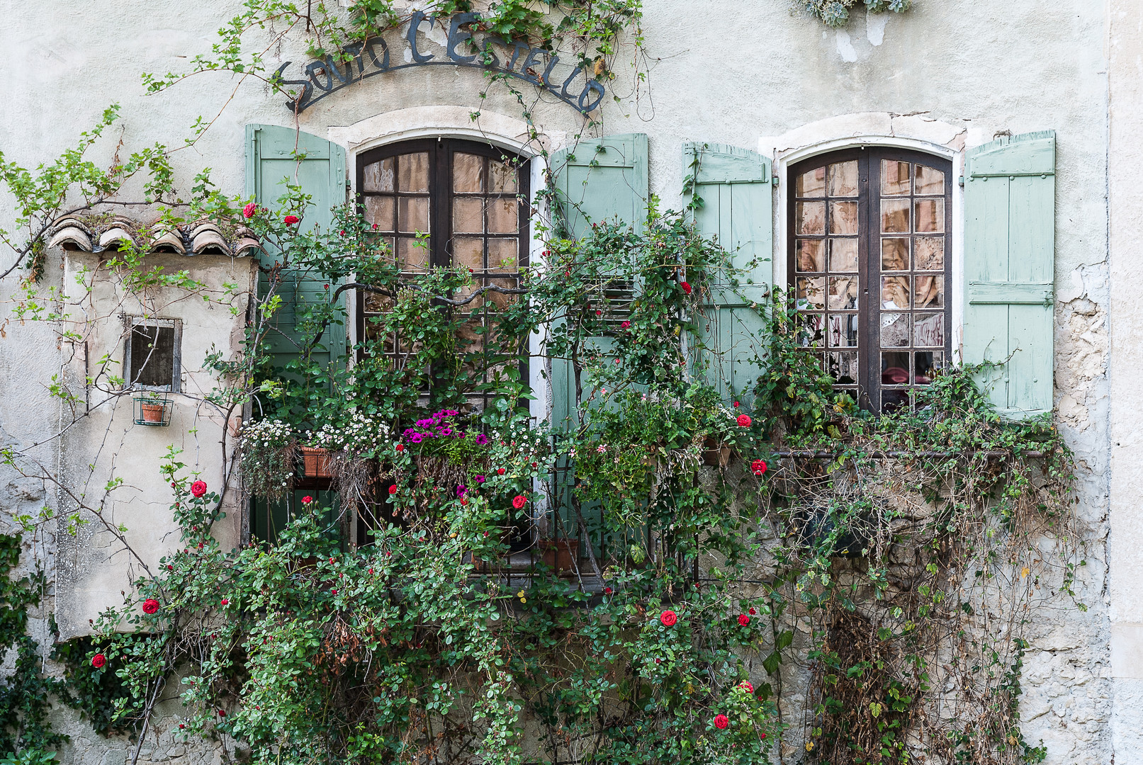 Rosen am Fenster