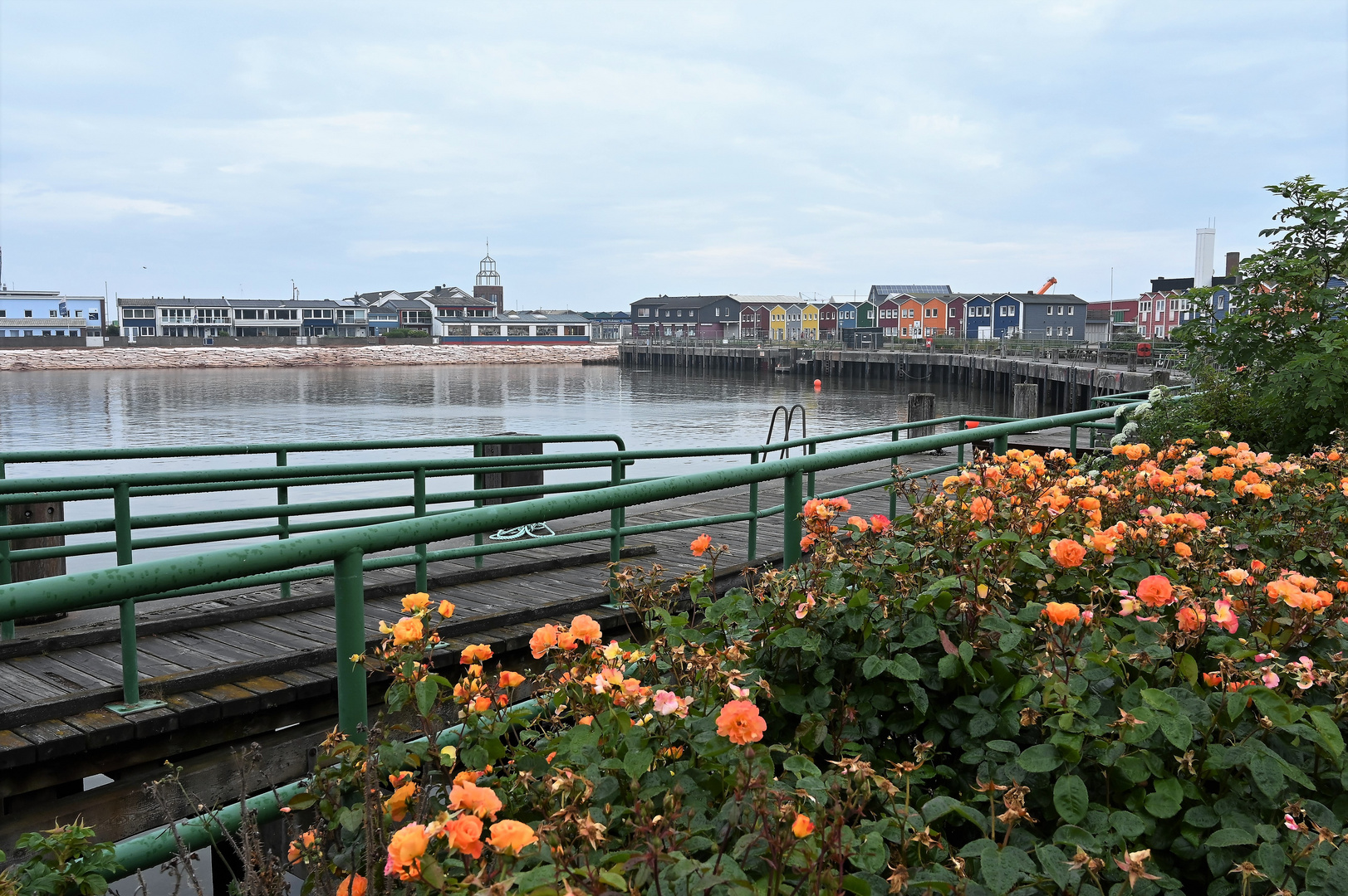 Rosen am Hafen
