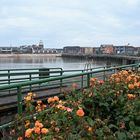 Rosen am Hafen