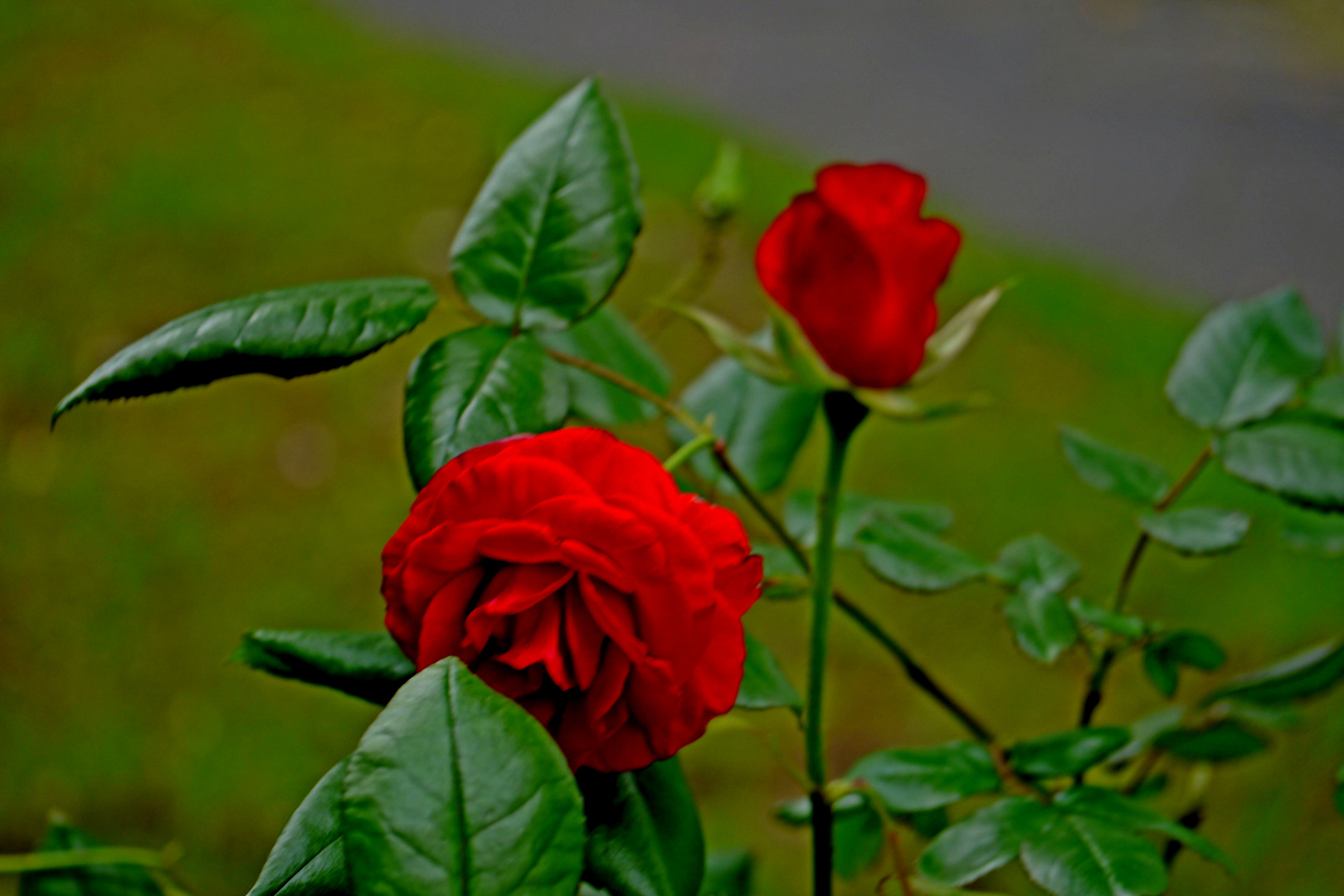 Rosen am Hauseingang im starken Wind, kurz vor dem Regen.