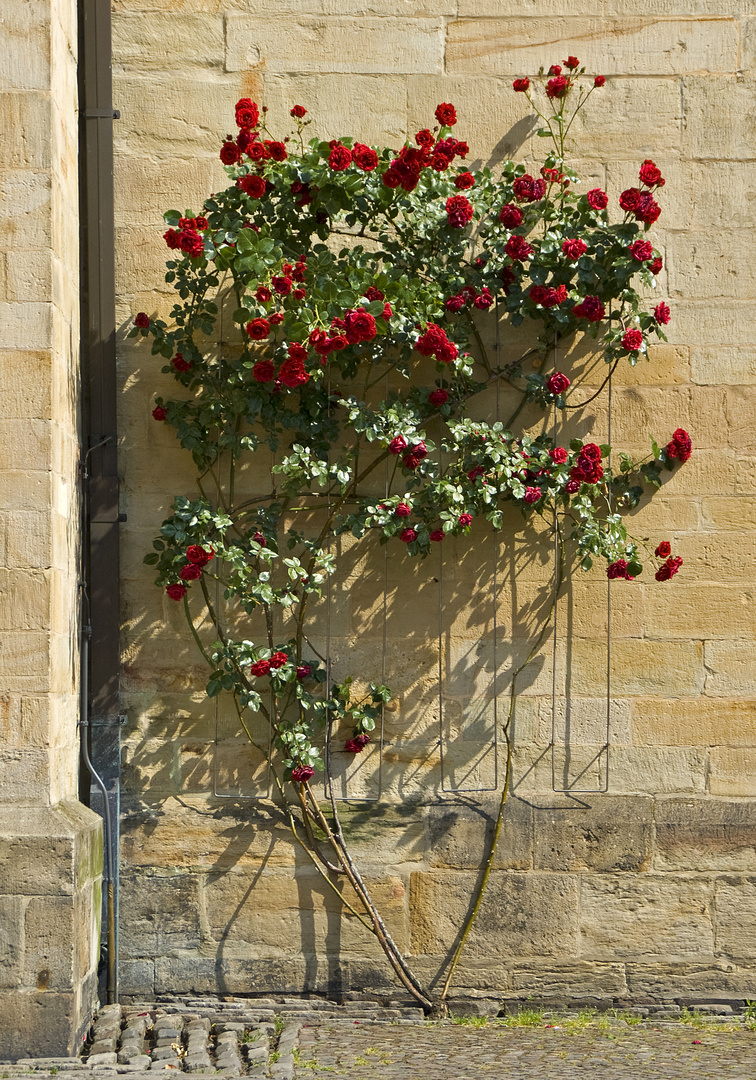 Rosen am Kirchengemäuer