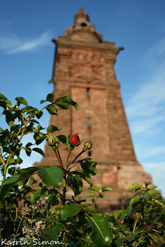 Rosen am Kyffhäuserdenkmal