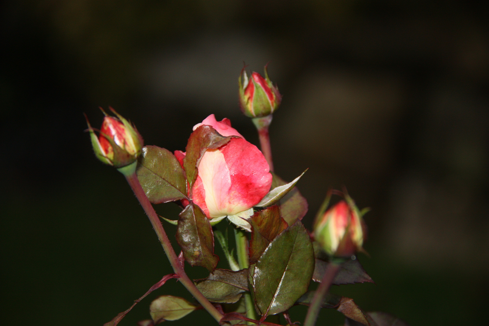 Rosen am Nikolaustag