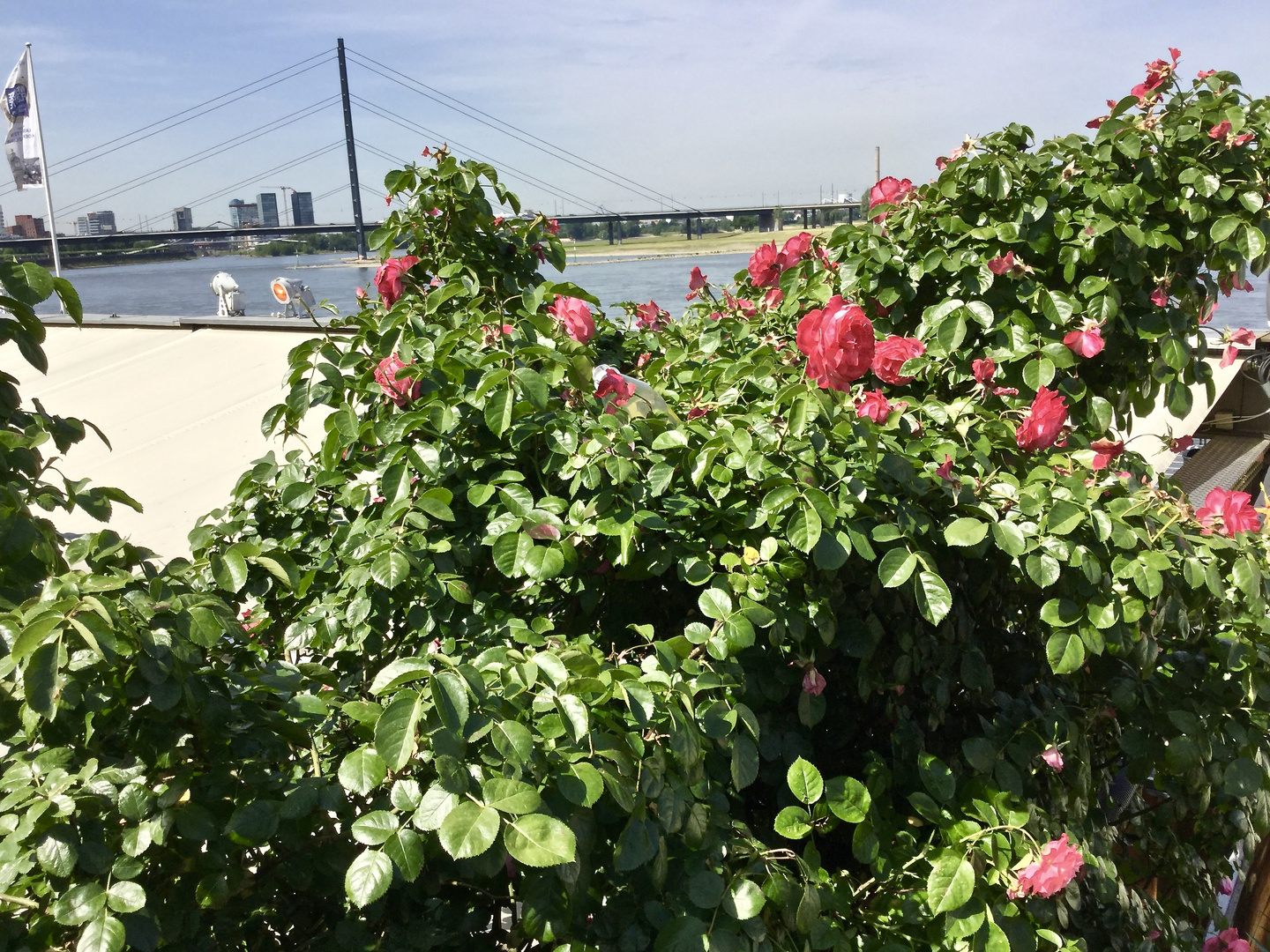 Rosen am Rheinufer in der Landeshauptstadt Düsseldorf