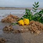 Rosen am Strand