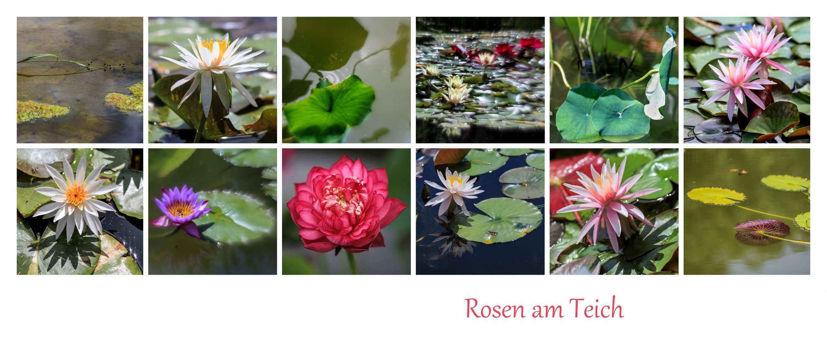 Rosen am Teich