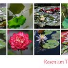 Rosen am Teich