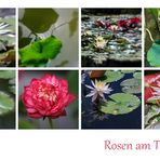 Rosen am Teich