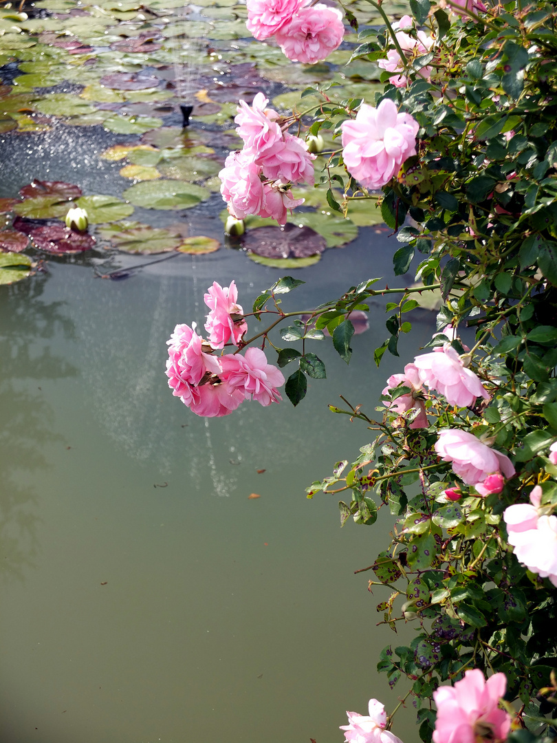 Rosen am Teich