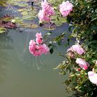 Rosen am Teich