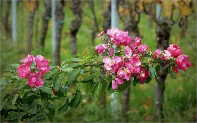 Rosen am Weinberg