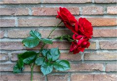 Rosen an der Hauswand