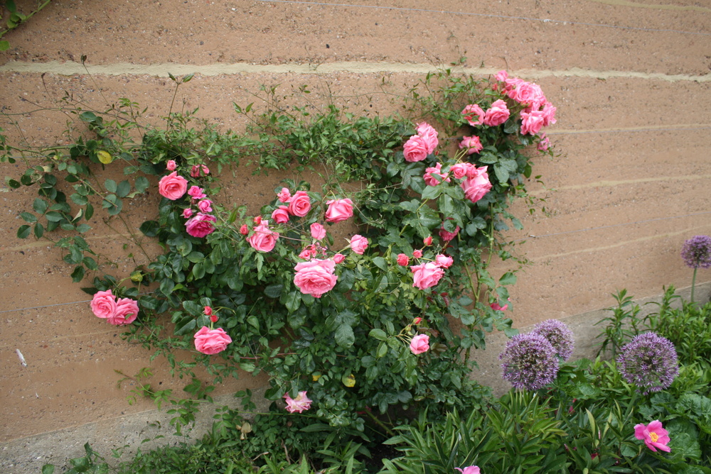 Rosen an der Mauer