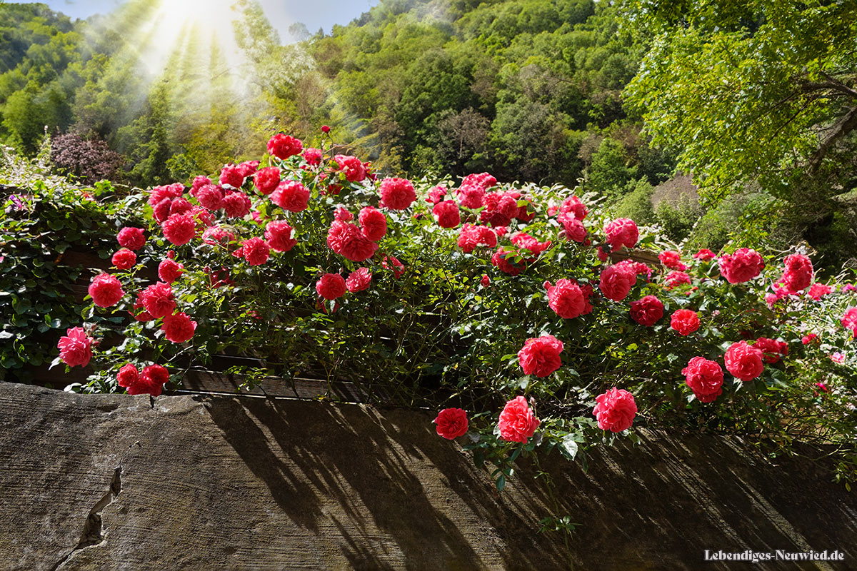 Rosen an der Mauer